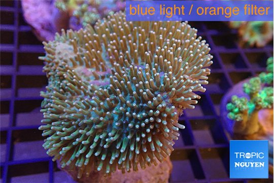 Sarcophyton long polyps & whites tips 5-8 cm WYSIWYG acclimaté