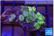 Zoanthus fijii premium 4-5 cm WYSIWYG acclimaté