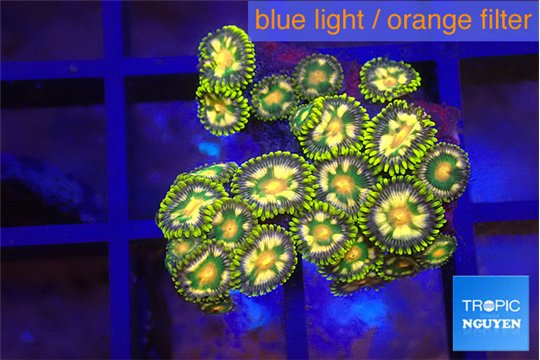 Zoanthus fusion 1-2 cm WYSIWYG acclimaté