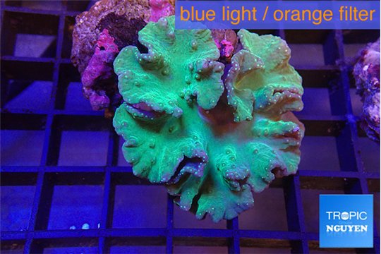 Sinularia dura green 5-8 cm WYSIWYG acclimaté