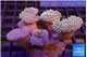 Sarcophyton multi body long white tips polyps 8-14 cm WYSIWYG acclimaté