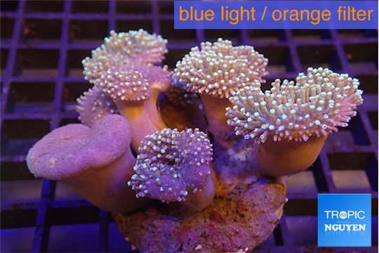 Sarcophyton multi body long white tips polyps 8-14 cm WYSIWYG acclimaté