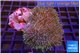 Sarcophyton long polyps & whites tips 7-14 cm WYSIWYG acclimaté