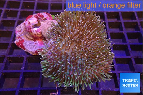 Sarcophyton long polyps & whites tips 7-14 cm WYSIWYG acclimaté