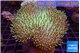 Sarcophyton long polyps & greeny body 7-14 cm WYSIWYG acclimaté