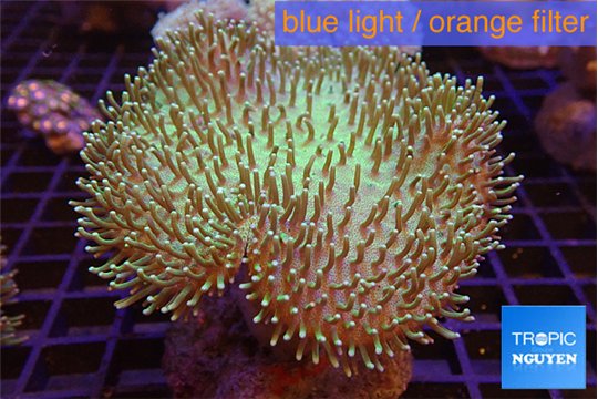 Sarcophyton long polyps & greeny body 7-14 cm WYSIWYG acclimaté