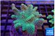 Lobophythum greeny 7-12 cm WYSIWYG acclimaté