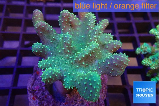 Lobophythum greeny 7-12 cm WYSIWYG acclimaté