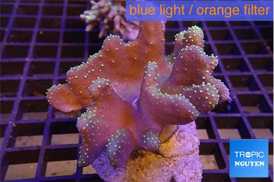 Lobophythum greeny polyps 7-12 cm WYSIWYG acclimaté
