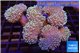 Sarcophyton multi body long white tips polyps 9-16 cm WYSIWYG acclimaté