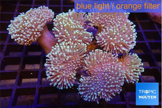 Sarcophyton multi body long white tips polyps 9-16 cm WYSIWYG acclimaté