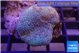 Sarcophyton long polyps 4-8 cm WYSIWYG acclimaté