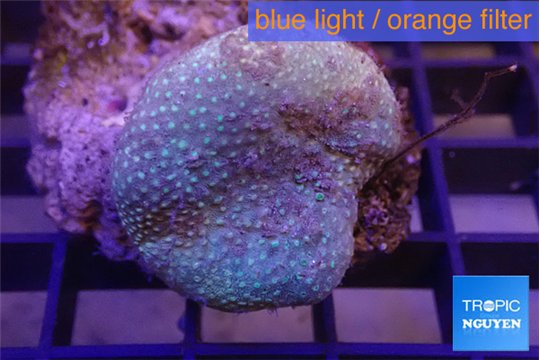 Sarcophyton long polyps 4-8 cm WYSIWYG acclimaté