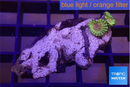Zoanthus fijii premium 2 polyps WYSIWYG acclimaté