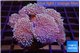 Sarcophyton multi body long white tips polyps 8-14 cm WYSIWYG acclimaté