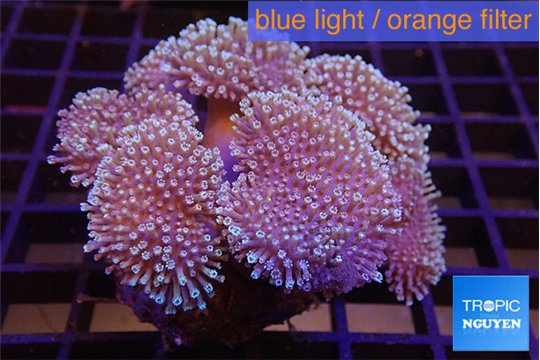 Sarcophyton multi body long white tips polyps 8-14 cm WYSIWYG acclimaté