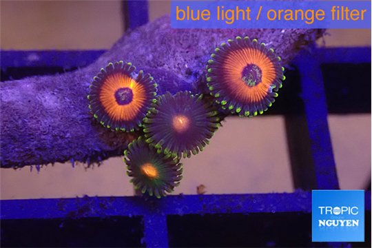 Zoanthus red loop & rainbow 4 polyps WYSIWYG acclimaté