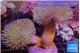 Sarcophyton multi body long white tips polyps 9-16 cm WYSIWYG acclimaté