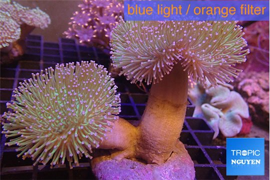 Sarcophyton multi body long white tips polyps 9-16 cm WYSIWYG acclimaté