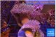 Sarcophyton multi body long white tips polyps 8-14 cm WYSIWYG acclimaté