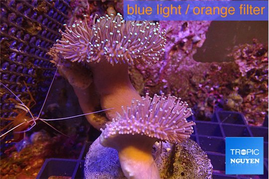 Sarcophyton multi body long white tips polyps 8-14 cm WYSIWYG acclimaté