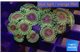 Zoanthus fijii premium 2-4 cm WYSIWYG acclimaté