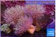 Sarcophyton multi body long white tips polyps 9-16 cm WYSIWYG acclimaté