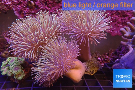 Sarcophyton multi body long white tips polyps 9-16 cm WYSIWYG acclimaté