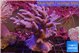 Sinularia short polyps 9-16 cm WYSIWYG acclimaté