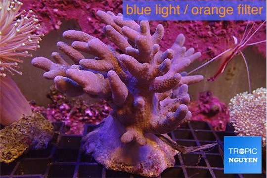 Sinularia short polyps 9-16 cm WYSIWYG acclimaté