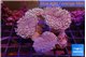 Sarcophyton multi body long white tips polyps 9-16 cm WYSIWYG acclimaté