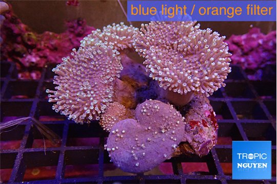 Sarcophyton multi body long white tips polyps 9-16 cm WYSIWYG acclimaté