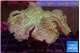 Sarcophyton greeny body & long polyps 8-15 cm WYSIWYG acclimaté