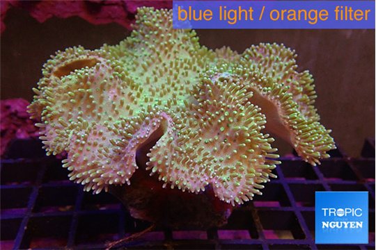 Sarcophyton greeny body & long polyps 8-15 cm WYSIWYG acclimaté