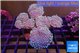 Sarcophyton multi body long white tips polyps 9-16 cm WYSIWYG acclimaté