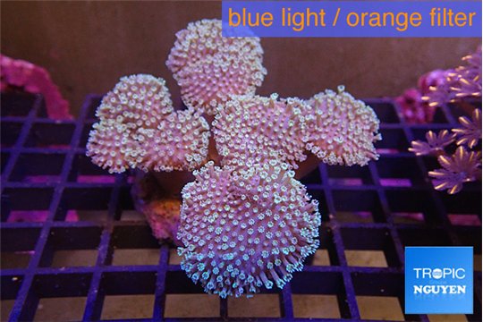 Sarcophyton multi body long white tips polyps 9-16 cm WYSIWYG acclimaté