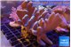 Lobophythum 8-15 cm WYSIWYG acclimaté