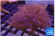 Parazoanthus gracilis yellow polyps 6-10 cm WYSIWYG acclimaté