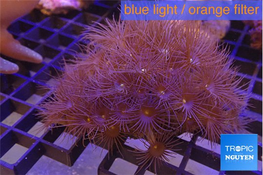 Parazoanthus gracilis yellow polyps 6-10 cm WYSIWYG acclimaté