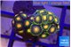 Zoanthus mixed color 2-3 cm WYSIWYG acclimaté