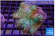Sarcophyton greeny body 7-12 cm WYSIWYG acclimaté