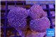 Sarcophyton multi body long white tips polyps 7-12 cm WYSIWYG acclimaté