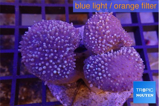 Sarcophyton multi body long white tips polyps 7-12 cm WYSIWYG acclimaté