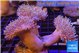 Sarcophyton multi body long white tips polyps 7-12 cm WYSIWYG acclimaté