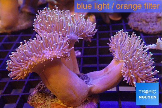 Sarcophyton multi body long white tips polyps 7-12 cm WYSIWYG acclimaté