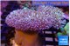 Sarcophyton multi body long white tips polyps 7-12 cm WYSIWYG acclimaté