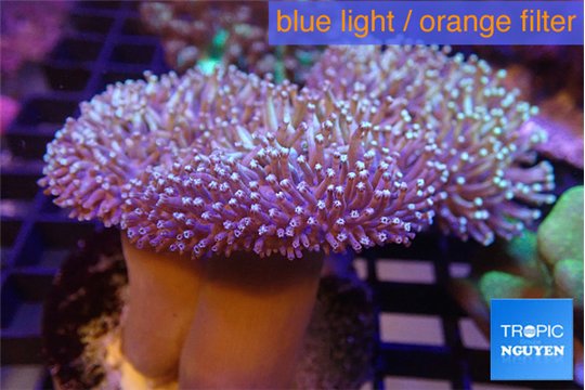 Sarcophyton multi body long white tips polyps 7-12 cm WYSIWYG acclimaté