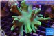 Lobophytum greeny body 8-14 cm WYSIWYG acclimaté