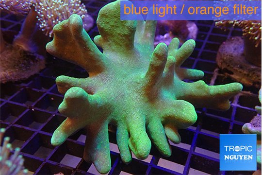 Lobophytum greeny body 8-14 cm WYSIWYG acclimaté