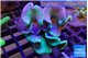 Sarcophyton greeny body 9-15 cm WYSIWYG acclimaté